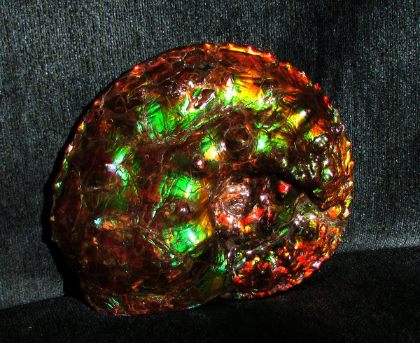High End Ammonite Fossil - Placenticeras Intercalare　Ammolite　 アンモナイト 完全体 インターカラレ　アンモライト　
