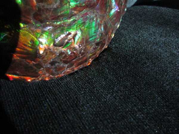 High End Ammonite Fossil - Placenticeras Intercalare　Ammolite　 アンモナイト 完全体 インターカラレ　アンモライト　