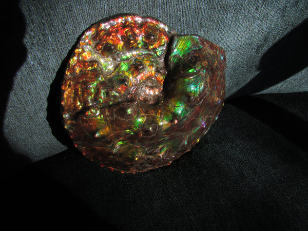 High End Ammonite Fossil - Placenticeras Intercalare　Ammolite　 アンモナイト 完全体 インターカラレ　アンモライト　