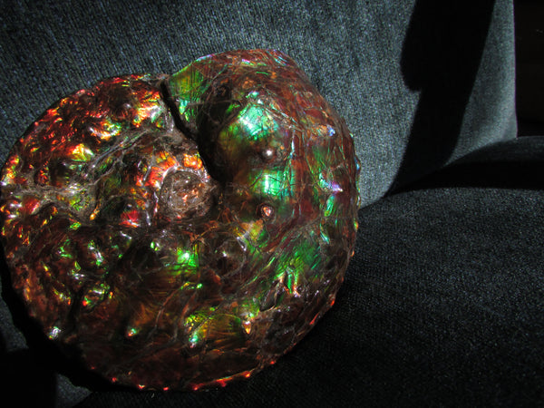 High End Ammonite Fossil - Placenticeras Intercalare　Ammolite　 アンモナイト 完全体 インターカラレ　アンモライト　