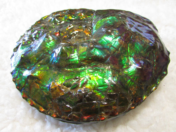 High End Ammonite Fossil - Placenticeras Intercalare　Ammolite　 アンモナイト 完全体 インターカラレ　アンモライト　