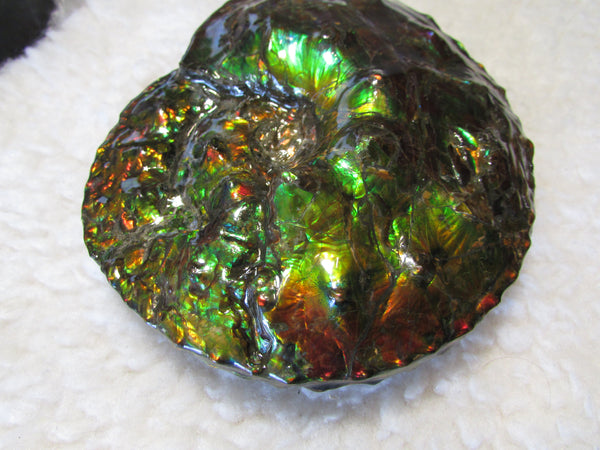 High End Ammonite Fossil - Placenticeras Intercalare　Ammolite　 アンモナイト 完全体 インターカラレ　アンモライト　