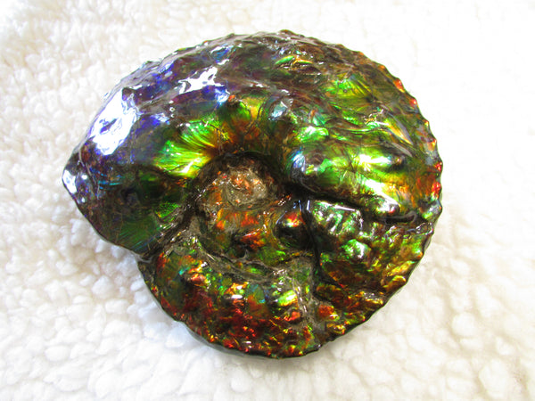 High End Ammonite Fossil - Placenticeras Intercalare　Ammolite　 アンモナイト 完全体 インターカラレ　アンモライト　
