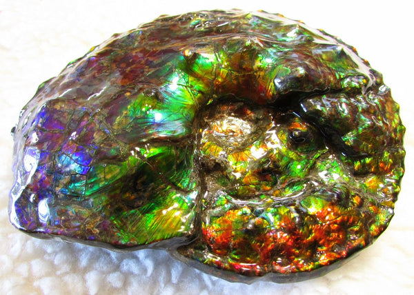 High End Ammonite Fossil - Placenticeras Intercalare　Ammolite　 アンモナイト 完全体 インターカラレ　アンモライト　