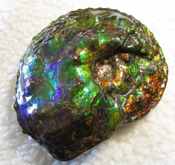 High End Ammonite Fossil - Placenticeras Intercalare　Ammolite　 アンモナイト 完全体 インターカラレ　アンモライト　