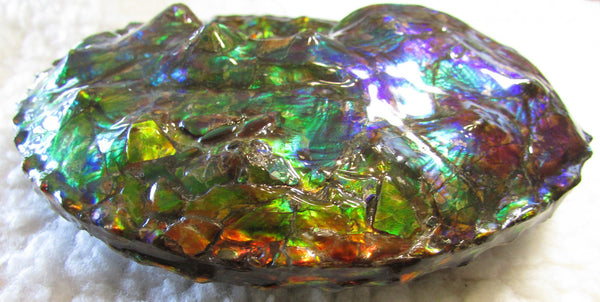 High End Ammonite Fossil - Placenticeras Intercalare　Ammolite　 アンモナイト 完全体 インターカラレ　アンモライト　
