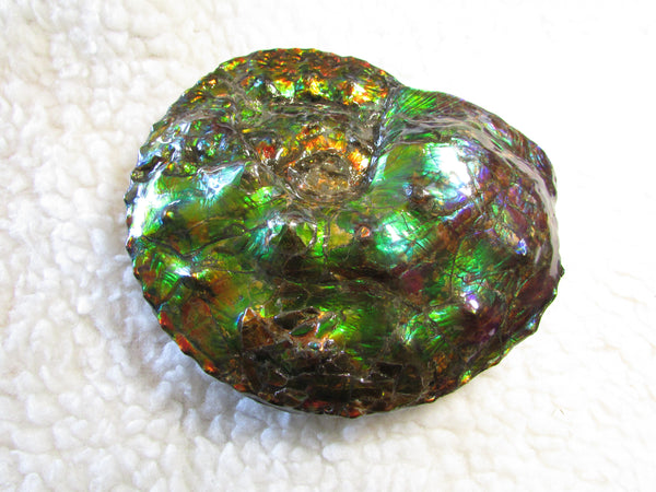 High End Ammonite Fossil - Placenticeras Intercalare　Ammolite　 アンモナイト 完全体 インターカラレ　アンモライト　