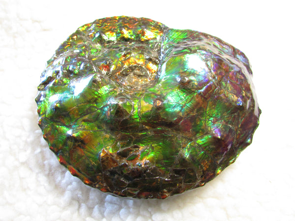 High End Ammonite Fossil - Placenticeras Intercalare　Ammolite　 アンモナイト 完全体 インターカラレ　アンモライト　