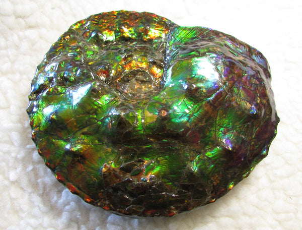 High End Ammonite Fossil - Placenticeras Intercalare　Ammolite　 アンモナイト 完全体 インターカラレ　アンモライト　