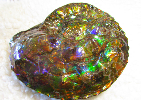 High End Ammonite Fossil - Placenticeras Intercalare　Ammolite　 アンモナイト 完全体 インターカラレ　アンモライト　