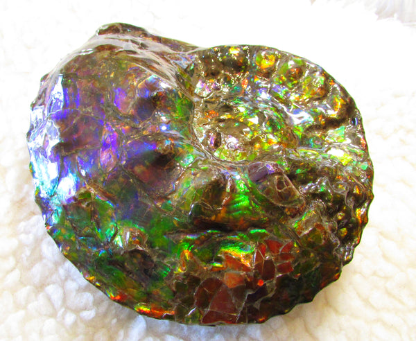 High End Ammonite Fossil - Placenticeras Intercalare　Ammolite　 アンモナイト 完全体 インターカラレ　アンモライト　