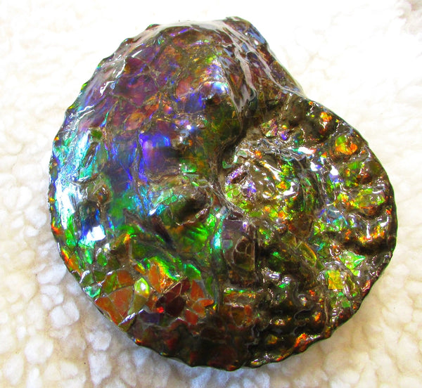 High End Ammonite Fossil - Placenticeras Intercalare　Ammolite　 アンモナイト 完全体 インターカラレ　アンモライト　