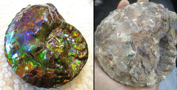 High End Ammonite Fossil - Placenticeras Intercalare　Ammolite　 アンモナイト 完全体 インターカラレ　アンモライト　