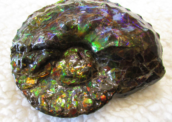High End Ammonite Fossil - Placenticeras Intercalare　Ammolite　 アンモナイト 完全体 インターカラレ　アンモライト　