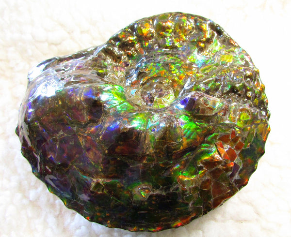 High End Ammonite Fossil - Placenticeras Intercalare　Ammolite　 アンモナイト 完全体 インターカラレ　アンモライト　