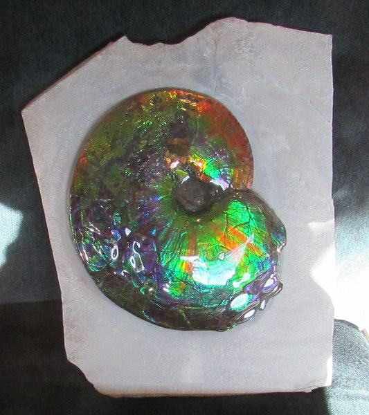 Ammonite Fossil -Museum Grade Placenticeras Costatum　Ammolite in Matrix /Make an offer!　 交渉あり‼ アンモライト 博物館クラス 完全体　プラセンティセラス　コスタータム　アンモナイト