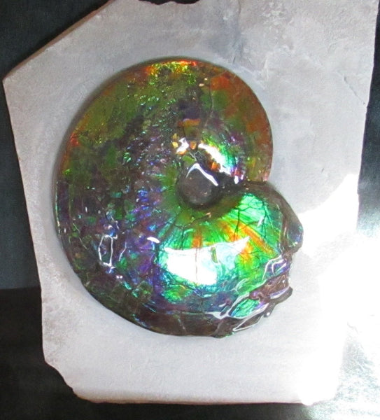 Ammonite Fossil -Museum Grade Placenticeras Costatum　Ammolite in Matrix /Make an offer!　 交渉あり‼ アンモライト 博物館クラス 完全体　プラセンティセラス　コスタータム　アンモナイト