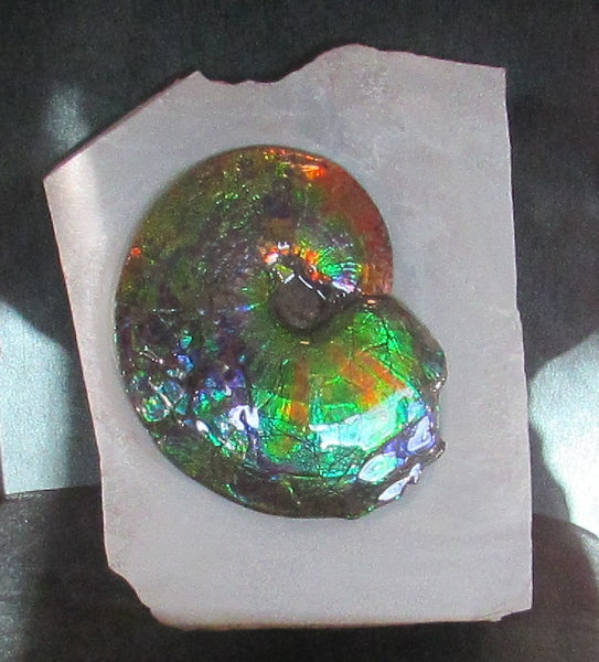Ammonite Fossil -Museum Grade Placenticeras Costatum　Ammolite in Matrix /Make an offer!　 交渉あり‼ アンモライト 博物館クラス 完全体　プラセンティセラス　コスタータム　アンモナイト