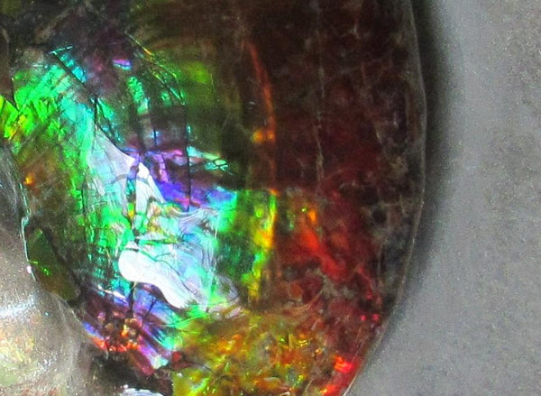 Ammonite Fossil -Museum Grade Placenticeras Costatum　Ammolite in Matrix /Make an offer!　 交渉あり‼ アンモライト 博物館クラス 完全体　プラセンティセラス　コスタータム　アンモナイト