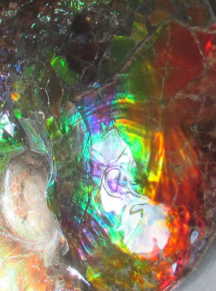 Ammonite Fossil -Museum Grade Placenticeras Costatum　Ammolite in Matrix /Make an offer!　 交渉あり‼ アンモライト 博物館クラス 完全体　プラセンティセラス　コスタータム　アンモナイト