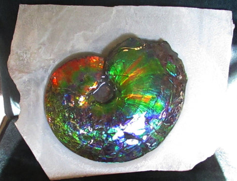 Ammonite Fossil -Museum Grade Placenticeras Costatum　Ammolite in Matrix /Make an offer!　 交渉あり‼ アンモライト 博物館クラス 完全体　プラセンティセラス　コスタータム　アンモナイト