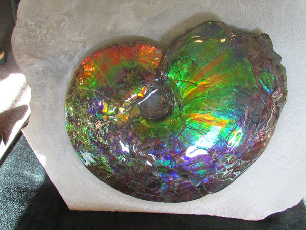 Ammonite Fossil -Museum Grade Placenticeras Costatum　Ammolite in Matrix /Make an offer!　 交渉あり‼ アンモライト 博物館クラス 完全体　プラセンティセラス　コスタータム　アンモナイト