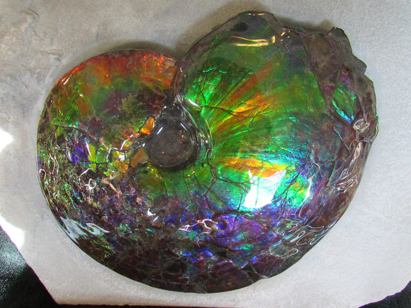Ammonite Fossil -Museum Grade Placenticeras Costatum　Ammolite in Matrix /Make an offer!　 交渉あり‼ アンモライト 博物館クラス 完全体　プラセンティセラス　コスタータム　アンモナイト