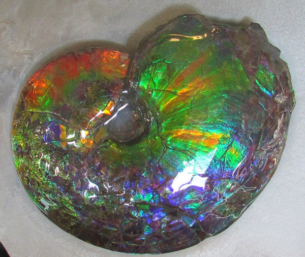 Ammonite Fossil -Museum Grade Placenticeras Costatum　Ammolite in Matrix /Make an offer!　 交渉あり‼ アンモライト 博物館クラス 完全体　プラセンティセラス　コスタータム　アンモナイト