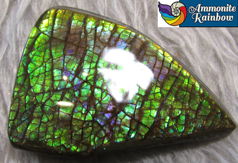 63 x 45 mm Coated Free Form Dragon skin - FFC73   - アンモライト　ルース　フリーフォーム