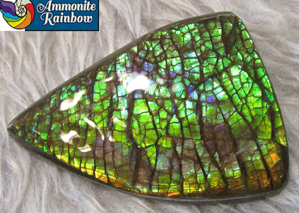 63 x 45 mm Coated Free Form Dragon skin - FFC73   - アンモライト　ルース　フリーフォーム