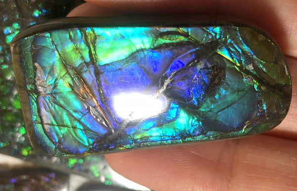 Beautiful Purple 45  x 24 mm  Natural  Free Form . FFN 349 Ammolite  ナチュラル　ルース　アンモライト フリーフォーム