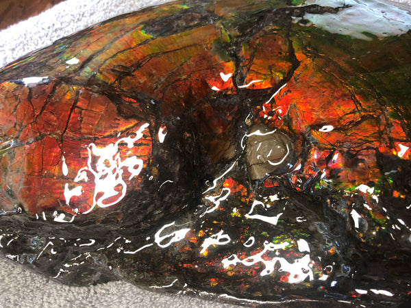 AF-26 Ammonite Fossil - Placenticeras costatum　Ammolite　Free Shipping! アンモナイト 完全体　プラセンティセラス　ミーキ　アンモライト　両面ダブル