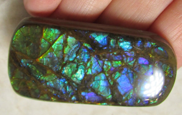 48 x 25 mm Coated Free Form Dragin skin - FFC75   - アンモライト　ルース　フリーフォーム