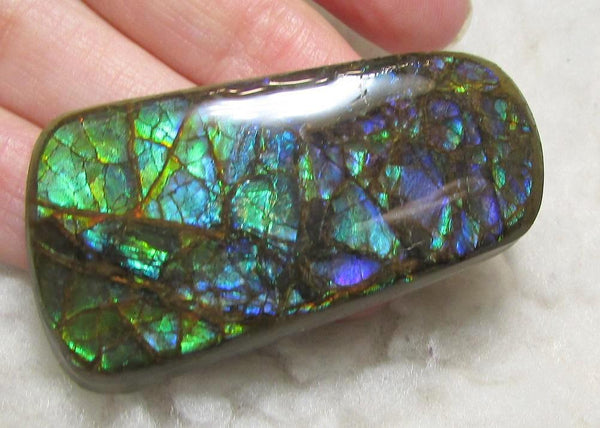 48 x 25 mm Coated Free Form Dragin skin - FFC75   - アンモライト　ルース　フリーフォーム