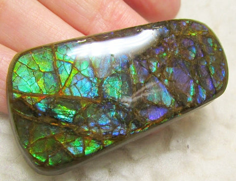 48 x 25 mm Coated Free Form Dragin skin - FFC75   - アンモライト　ルース　フリーフォーム