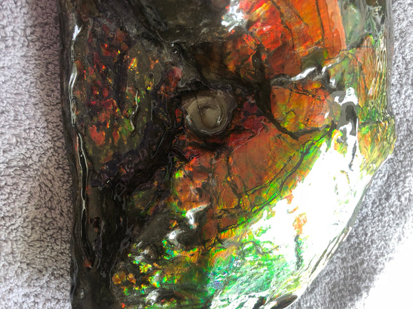 AF-26 Ammonite Fossil - Placenticeras costatum　Ammolite　Free Shipping! アンモナイト 完全体　プラセンティセラス　ミーキ　アンモライト　両面ダブル