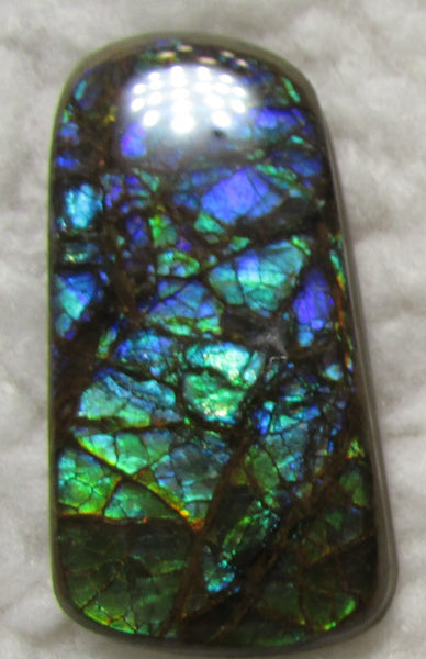 48 x 25 mm Coated Free Form Dragin skin - FFC75   - アンモライト　ルース　フリーフォーム