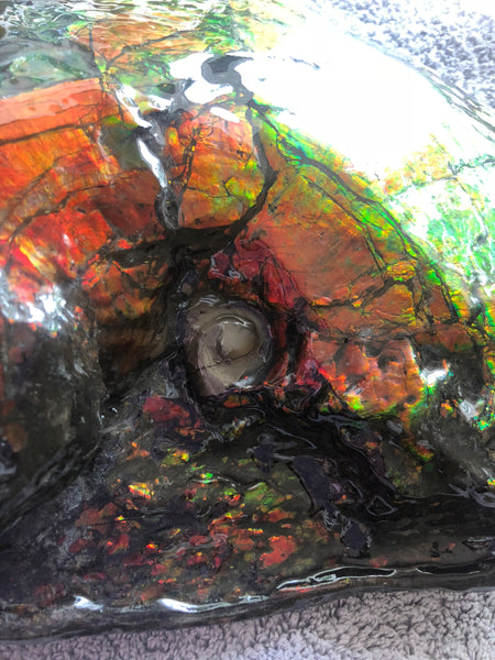 AF-26 Ammonite Fossil - Placenticeras costatum　Ammolite　Free Shipping! アンモナイト 完全体　プラセンティセラス　ミーキ　アンモライト　両面ダブル
