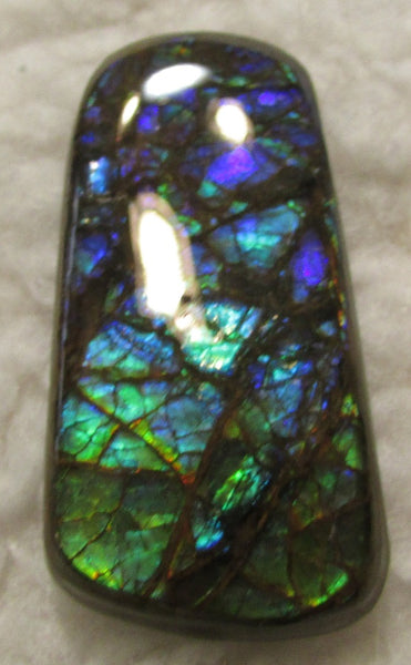 48 x 25 mm Coated Free Form Dragin skin - FFC75   - アンモライト　ルース　フリーフォーム