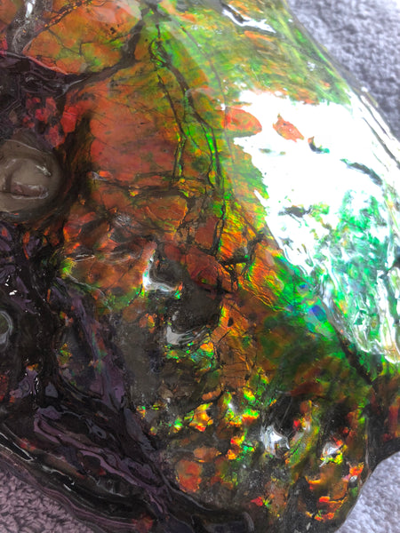 AF-26 Ammonite Fossil - Placenticeras costatum　Ammolite　Free Shipping! アンモナイト 完全体　プラセンティセラス　ミーキ　アンモライト　両面ダブル