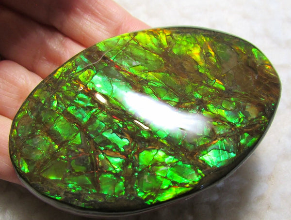 68 x 46 mm Coated Free Form Dragon skin - FFC76   - アンモライト　ルース　フリーフォーム