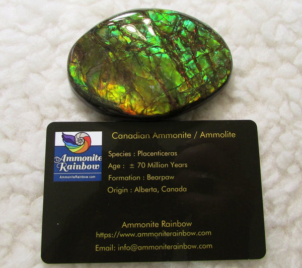 68 x 46 mm Coated Free Form Dragon skin - FFC76   - アンモライト　ルース　フリーフォーム