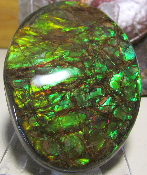 68 x 46 mm Coated Free Form Dragon skin - FFC76   - アンモライト　ルース　フリーフォーム