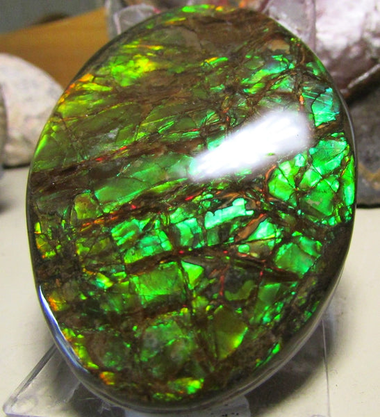 68 x 46 mm Coated Free Form Dragon skin - FFC76   - アンモライト　ルース　フリーフォーム