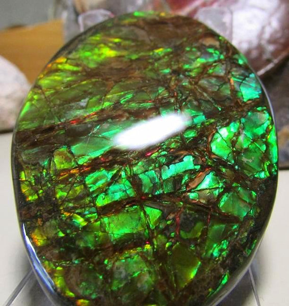 68 x 46 mm Coated Free Form Dragon skin - FFC76   - アンモライト　ルース　フリーフォーム