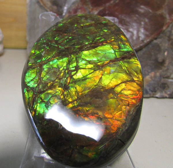 68 x 46 mm Coated Free Form Dragon skin - FFC76   - アンモライト　ルース　フリーフォーム