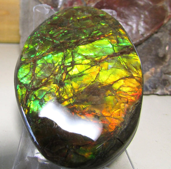 68 x 46 mm Coated Free Form Dragon skin - FFC76   - アンモライト　ルース　フリーフォーム