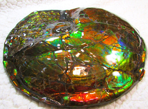 Ammonite Fossil - Placenticeras meeki　Ammolite　Free Shipping! アンモナイト 完全体　プラセンティセラス　ミーキ　アンモライト　両面ダブル
