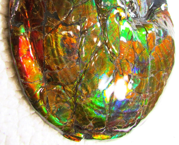 Ammonite Fossil - Placenticeras meeki　Ammolite　Free Shipping! アンモナイト 完全体　プラセンティセラス　ミーキ　アンモライト　両面ダブル