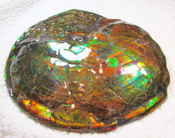 Ammonite Fossil - Placenticeras meeki　Ammolite　Free Shipping! アンモナイト 完全体　プラセンティセラス　ミーキ　アンモライト　両面ダブル